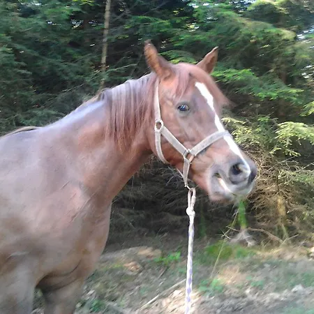 Holiday home Gite Bella